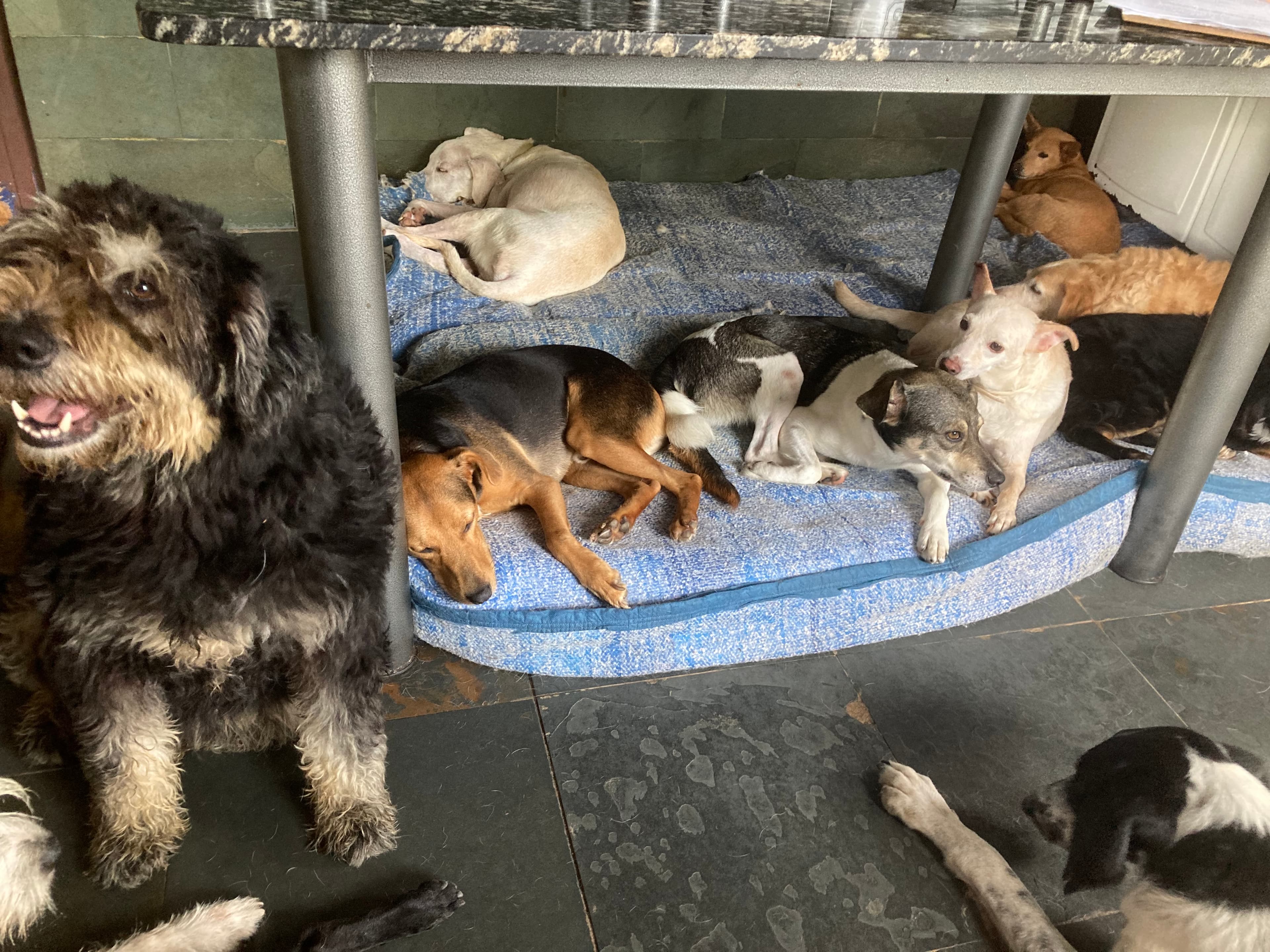 Refúgio Benjamin Amor de Quatro Patas 3