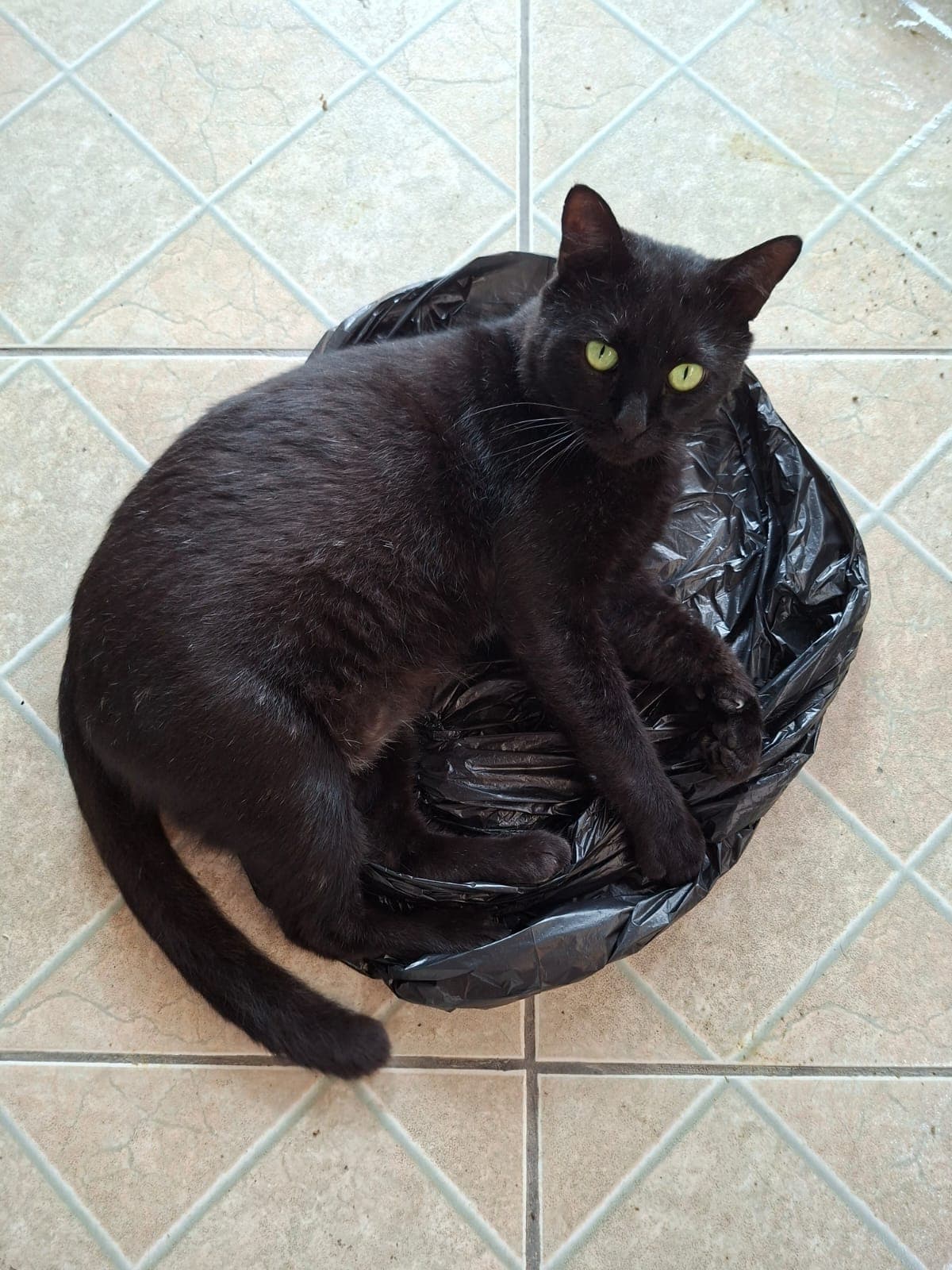 Gatão 6