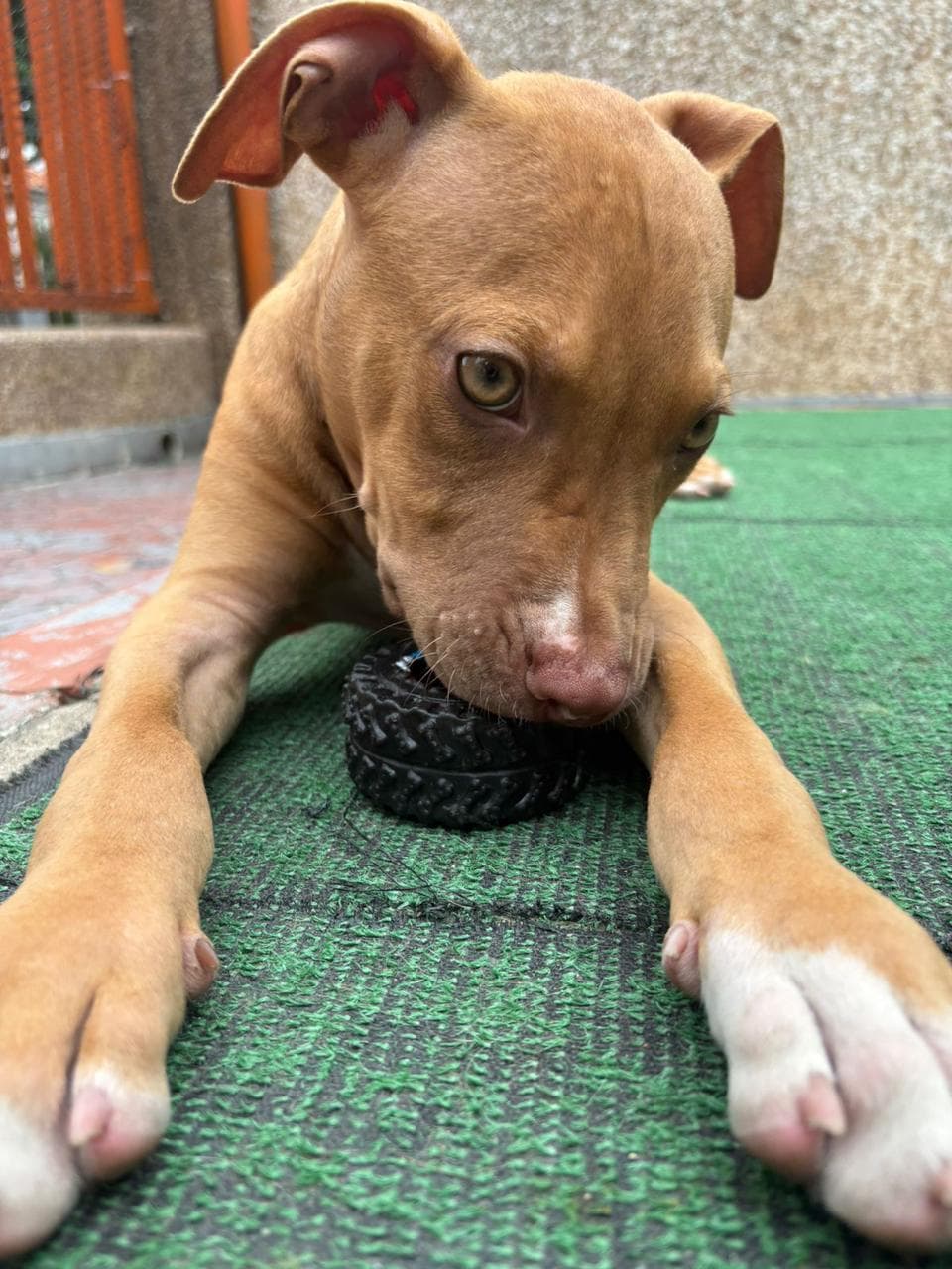 Simba