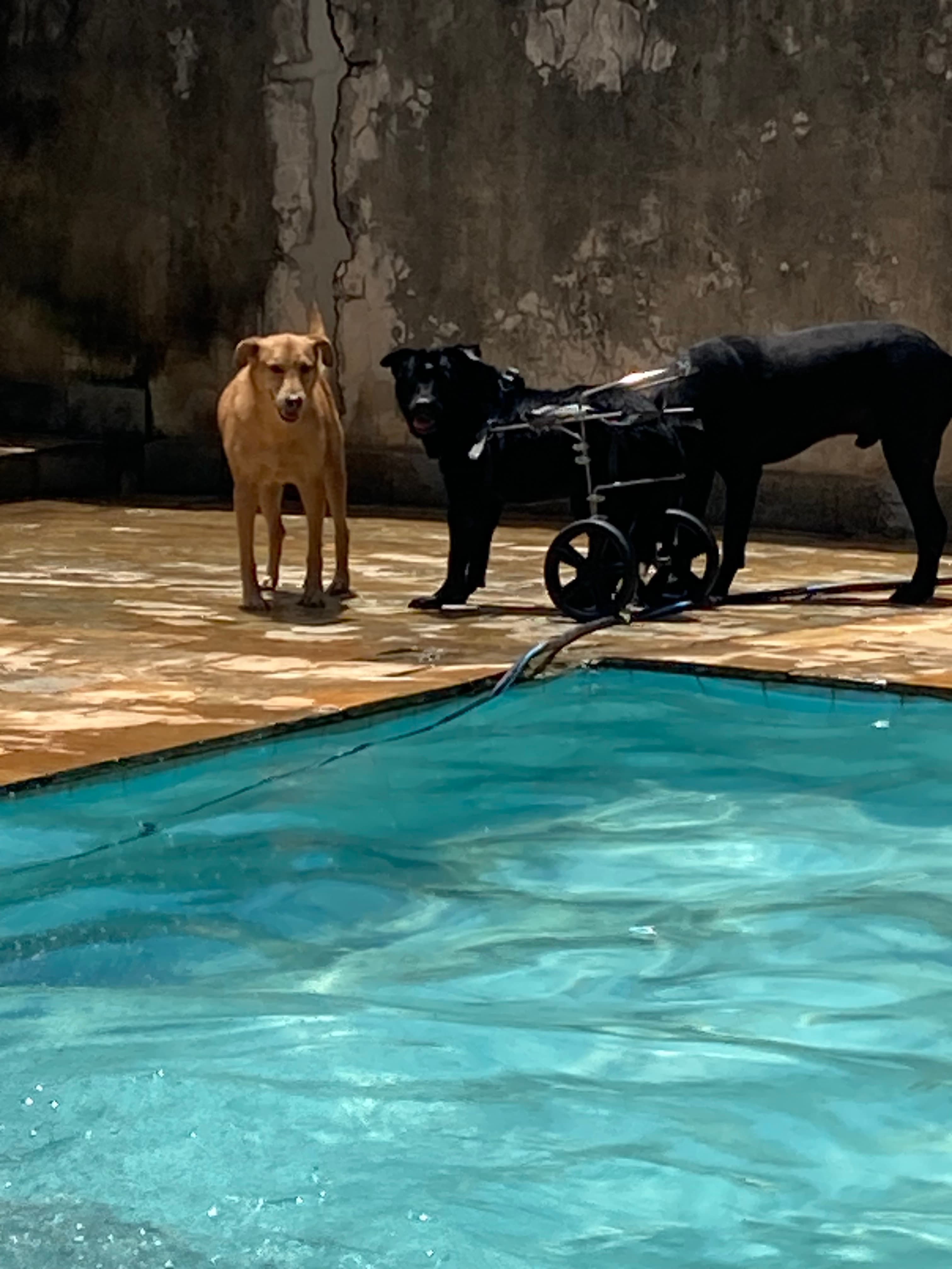 Refúgio Benjamin Amor de Quatro Patas 9