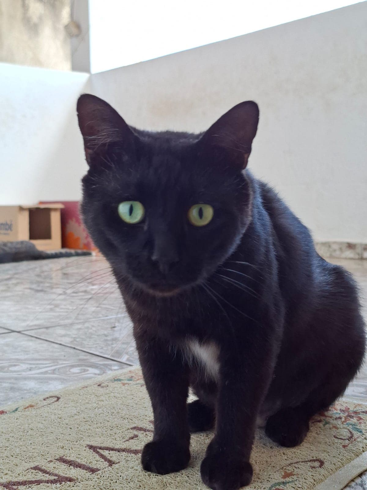 Tampinha de Comer 2