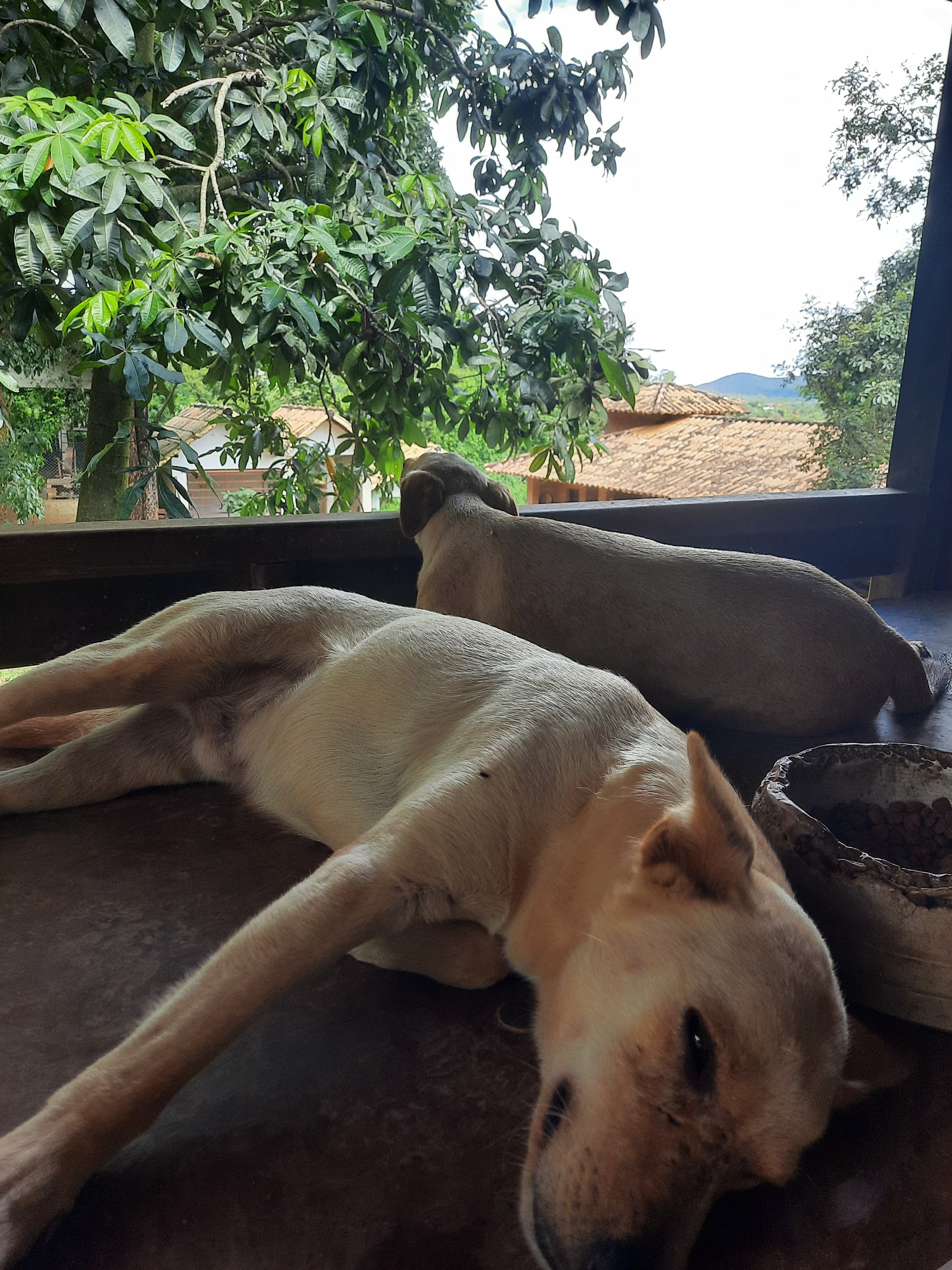 Patinhas do Cipó  2