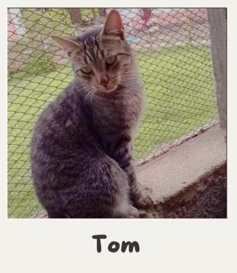 TOM