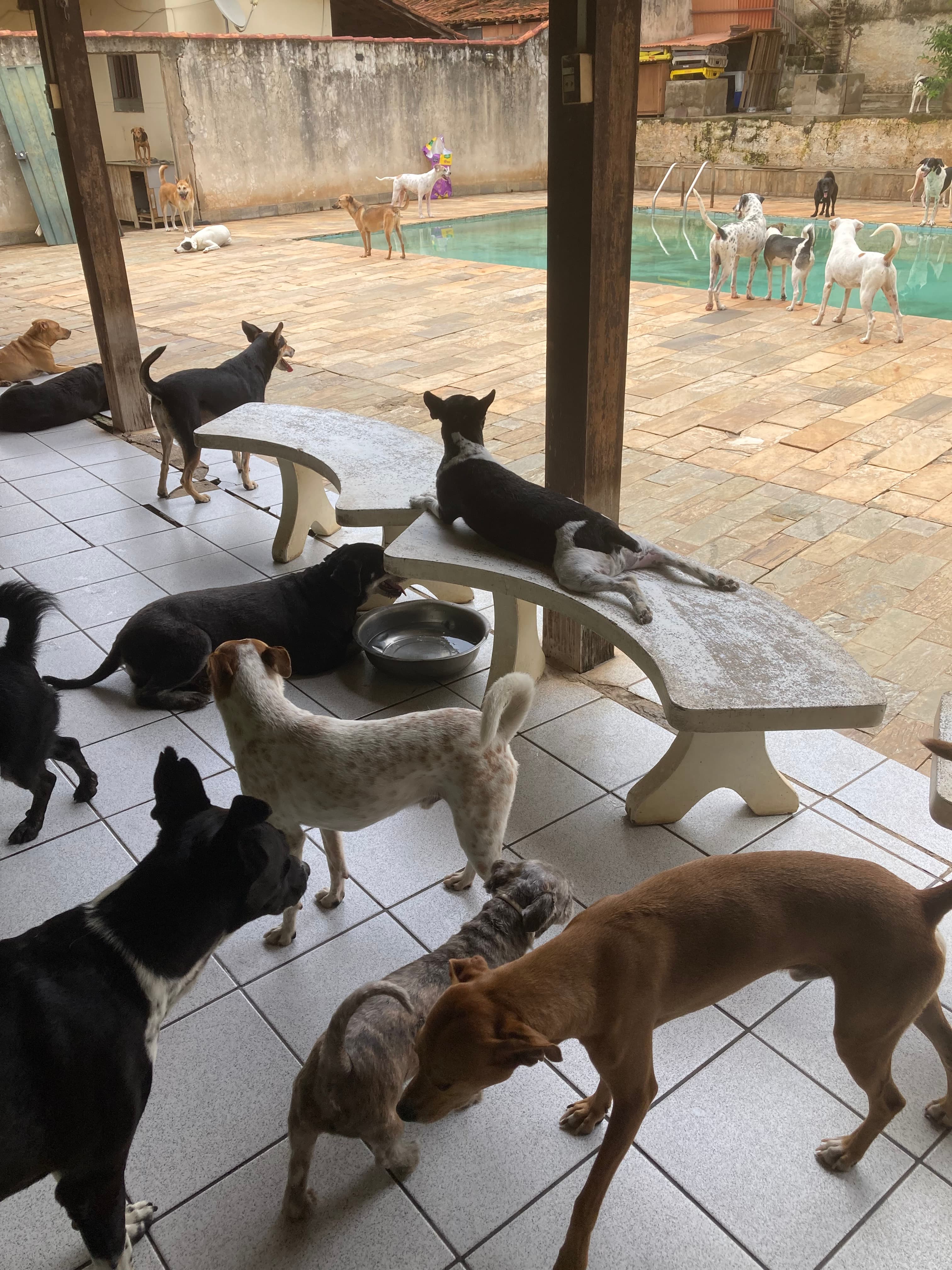 Refúgio Benjamin Amor de Quatro Patas 2