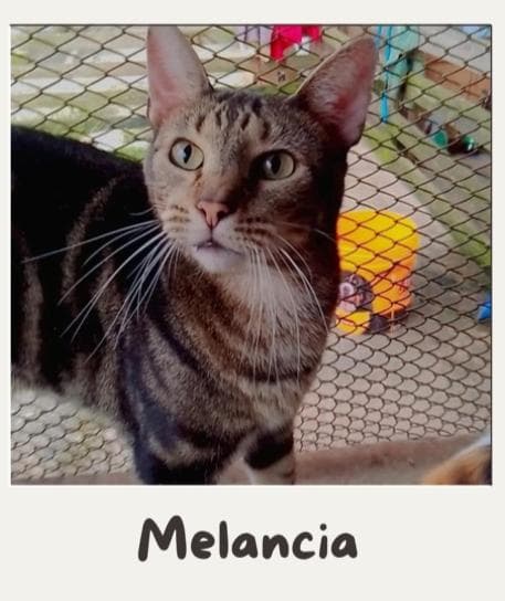 Melancia