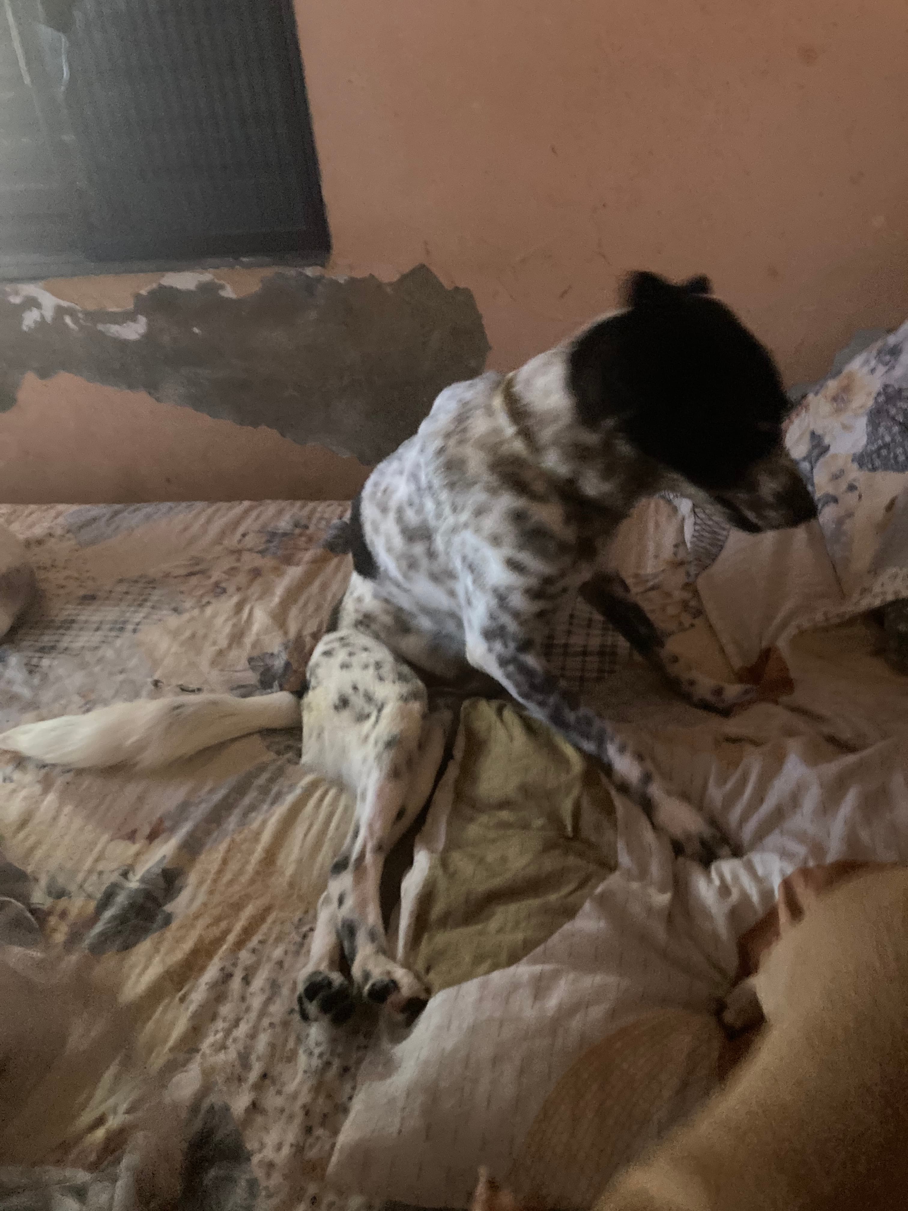 Refúgio Benjamin Amor de Quatro Patas 10