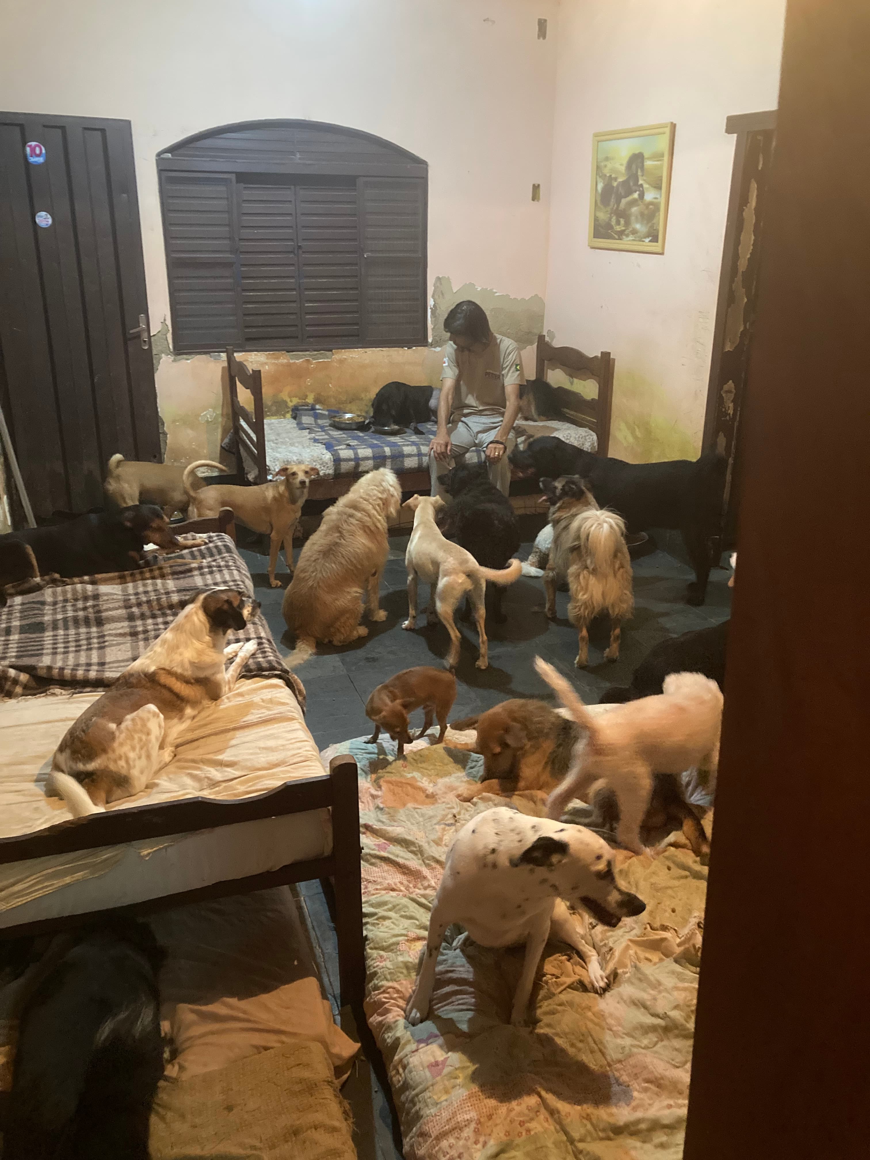 Refúgio Benjamin Amor de Quatro Patas 5