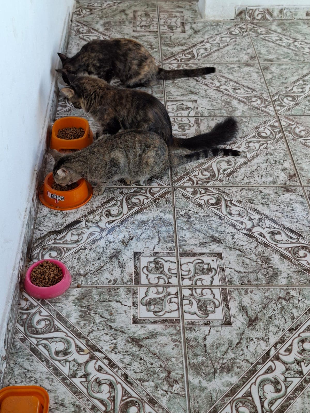 Tampinha de Comer 8