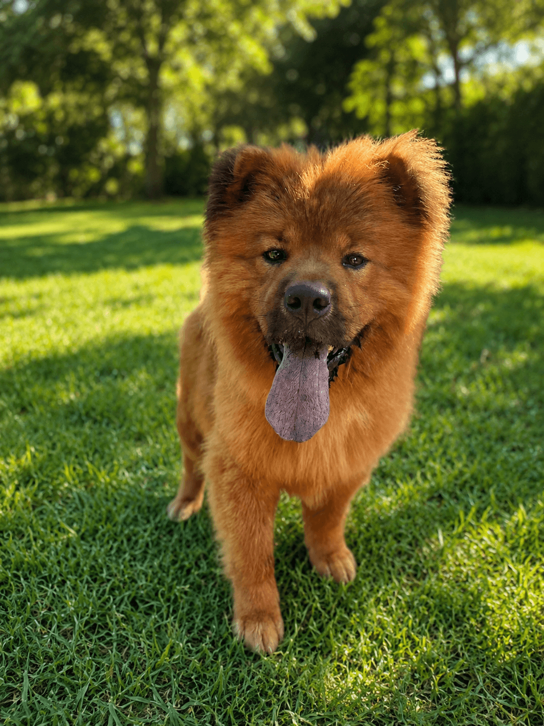 Koda 