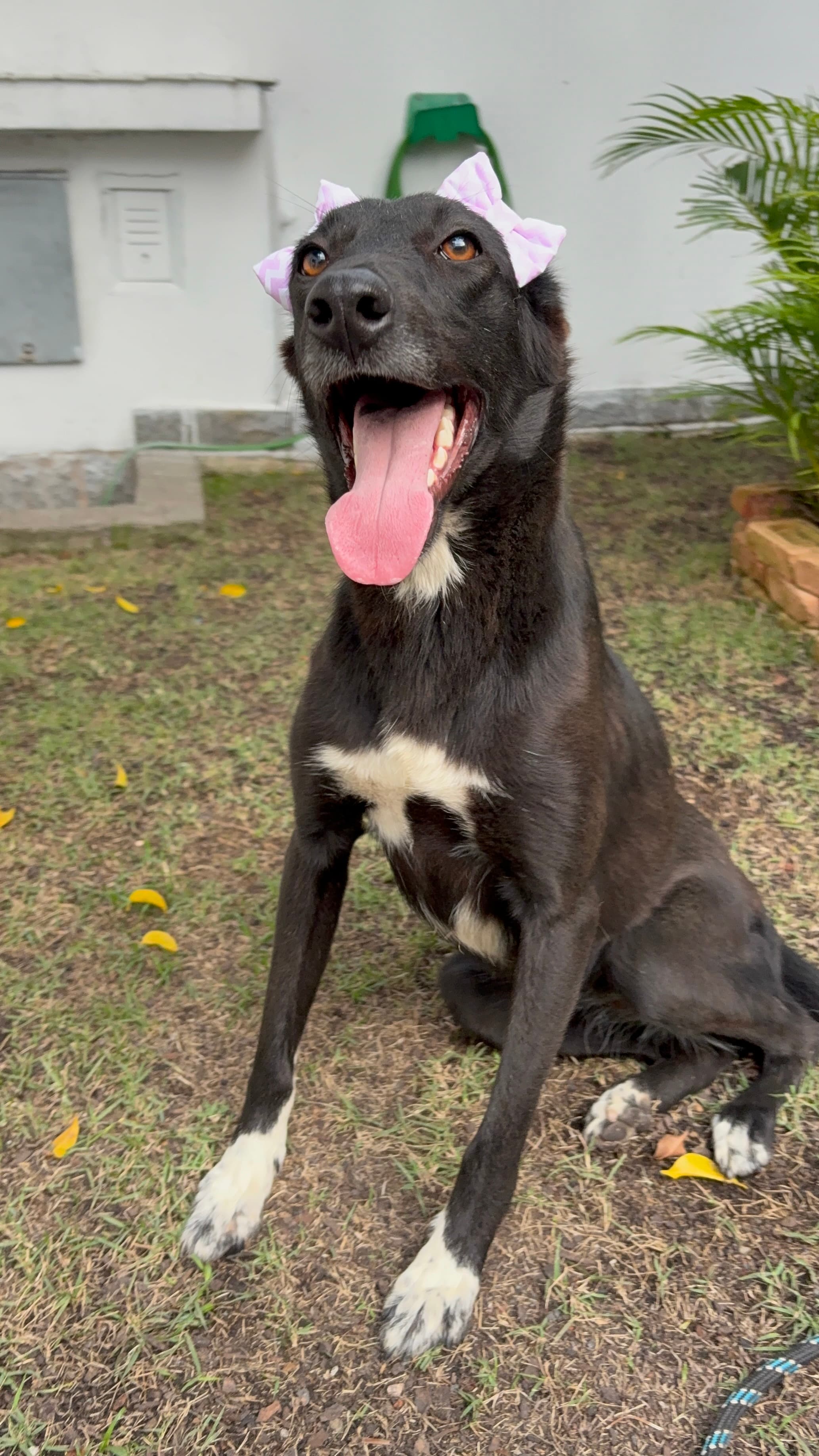 Ludmilla