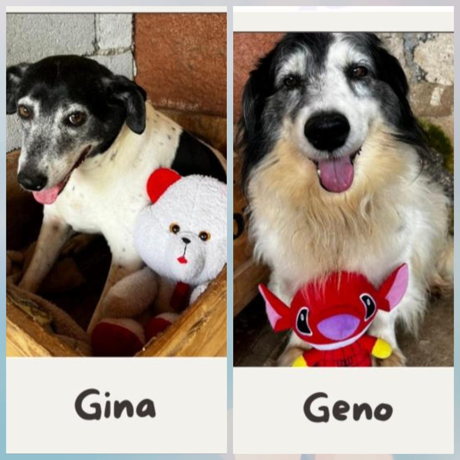 Gina e Geno