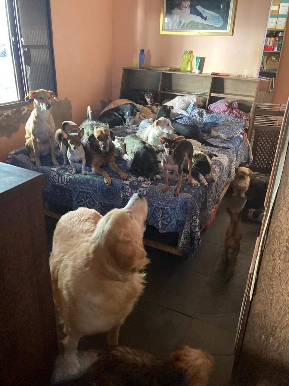 Refúgio Benjamin Amor de Quatro Patas 7