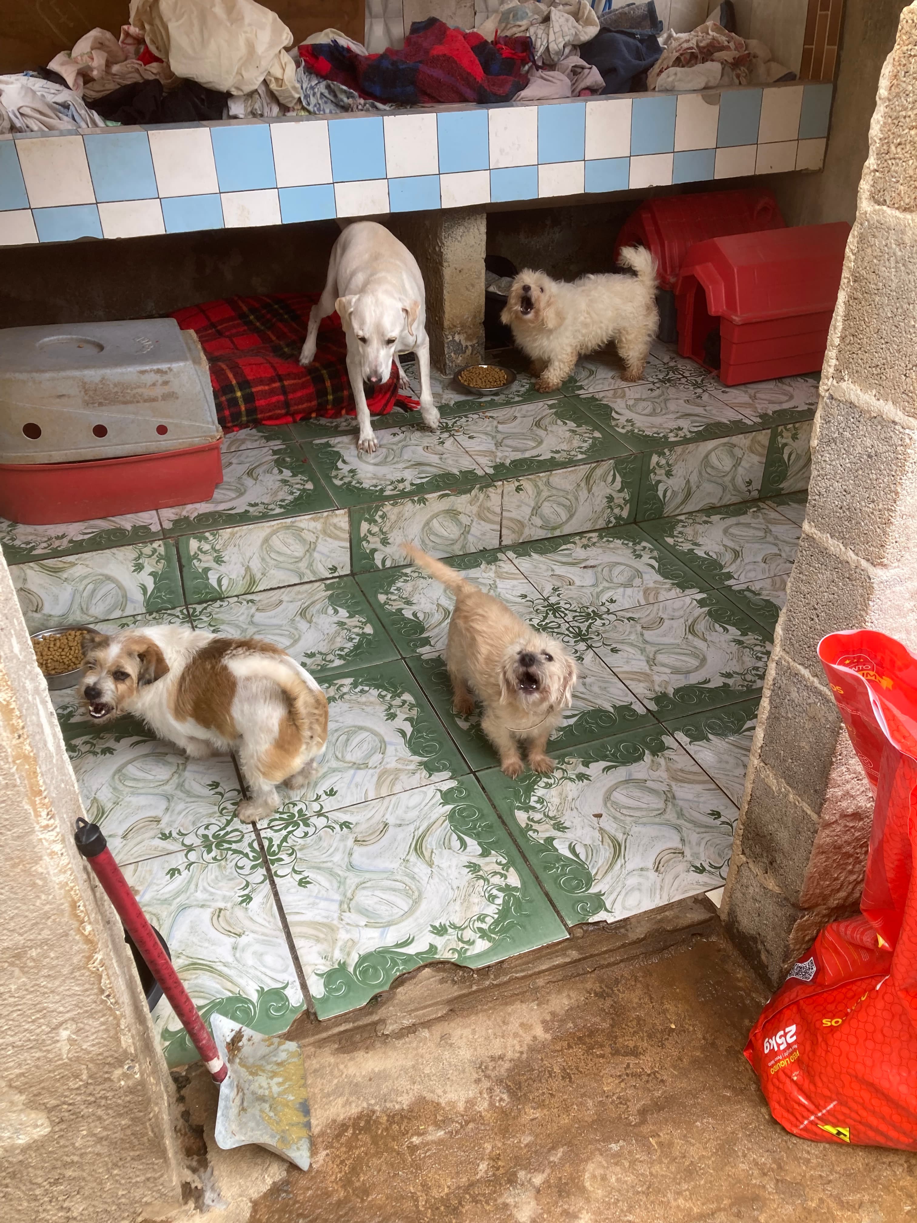 Refúgio Benjamin Amor de Quatro Patas 6