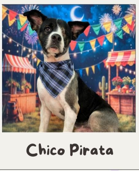 Chico Pirata