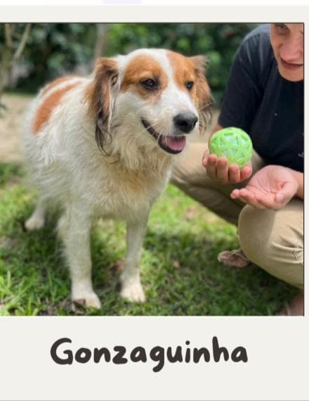 Gonzaguinha