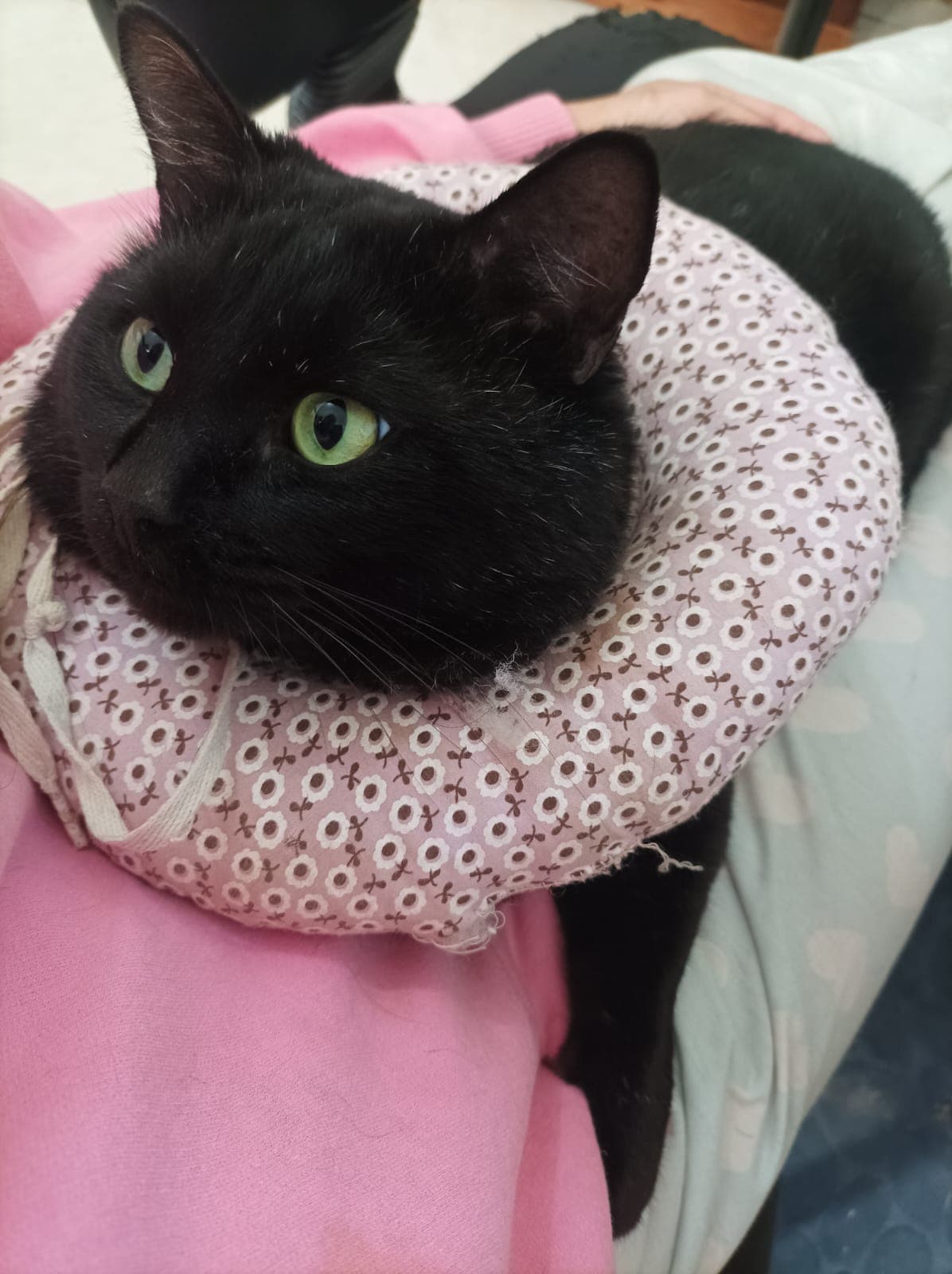 Gatão 2