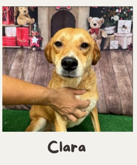 Clara