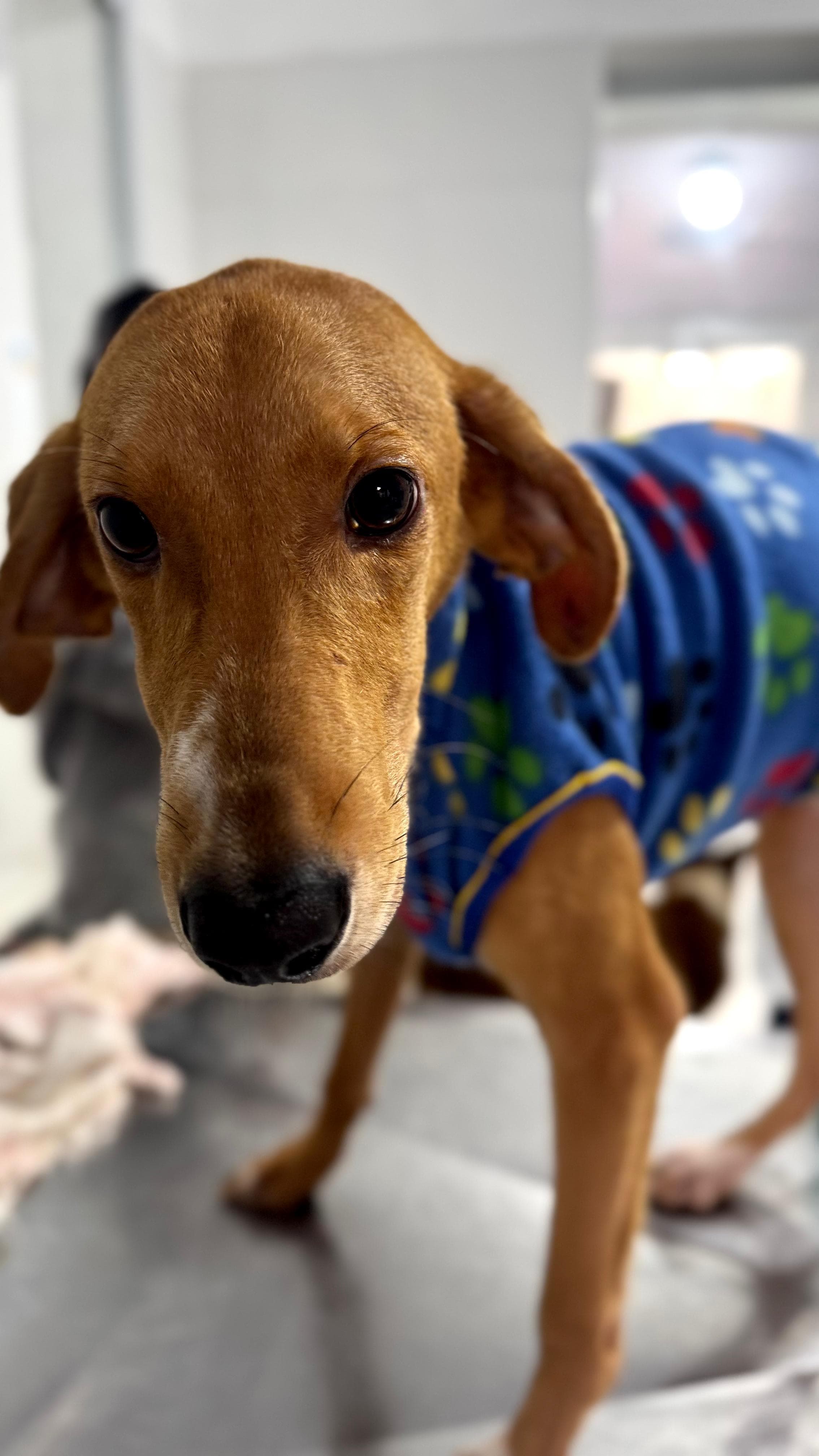 Caramelinho