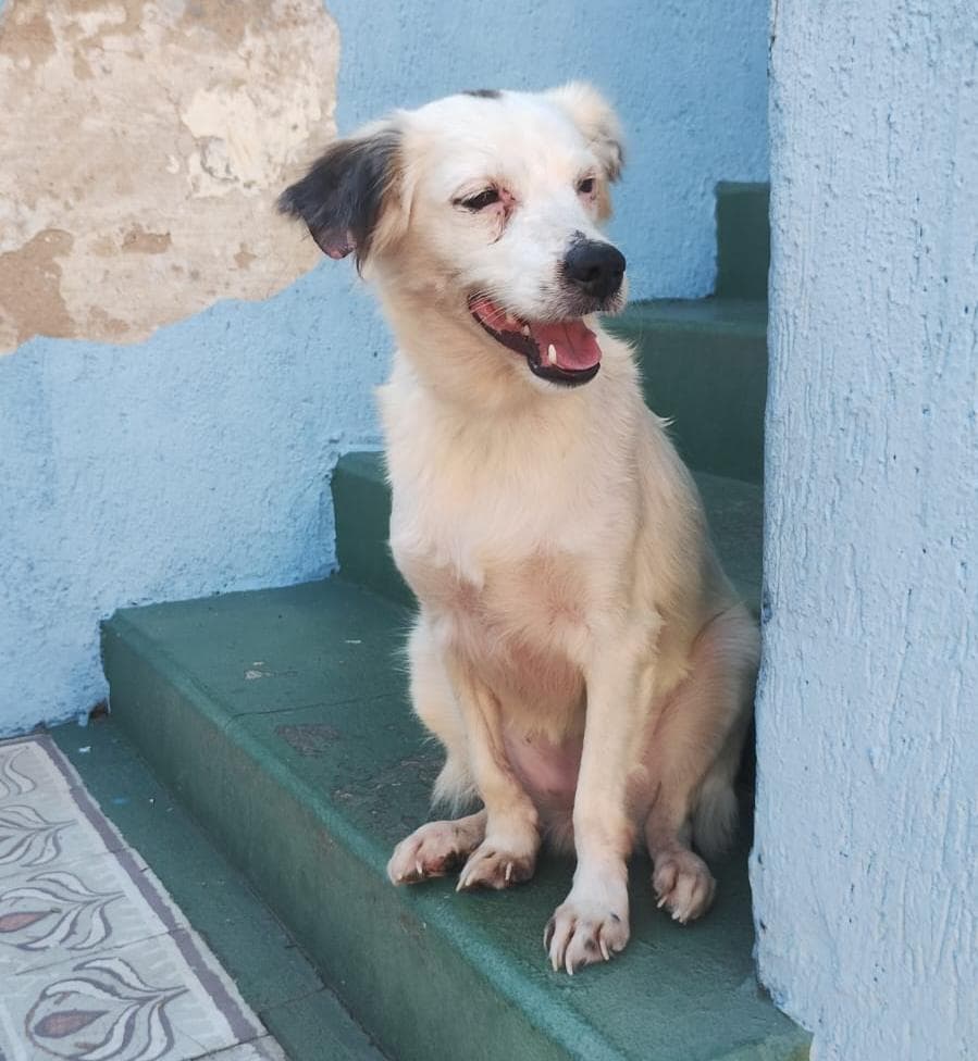Salsa Penélope