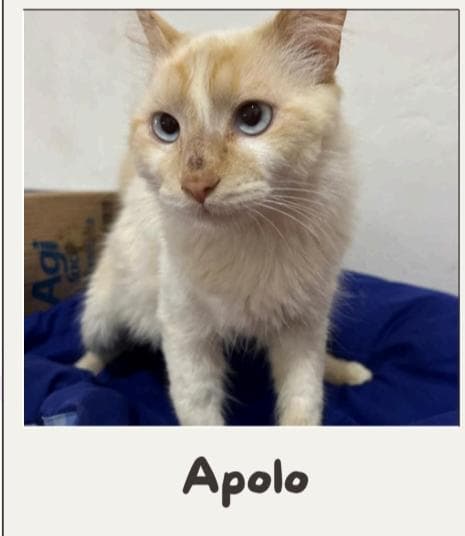 Apolo