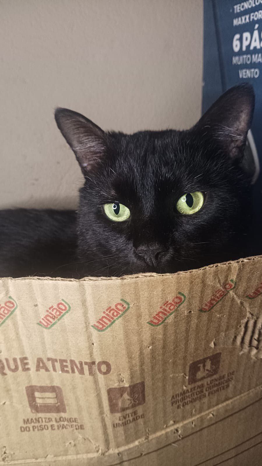 Gatão 3
