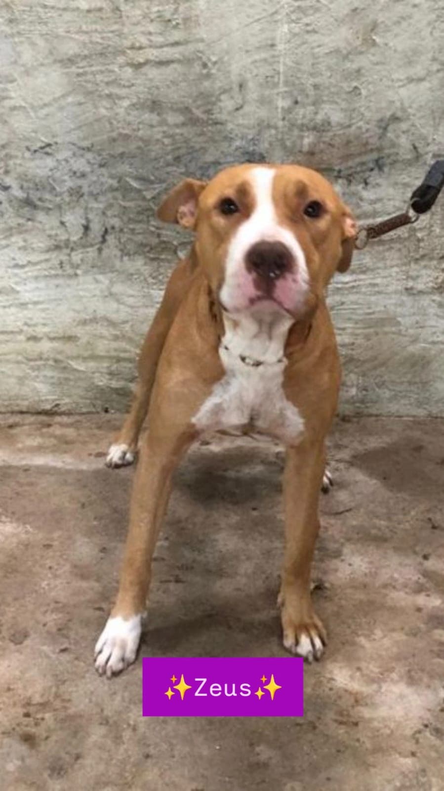 Akira e Zeus (adoção conjunta)