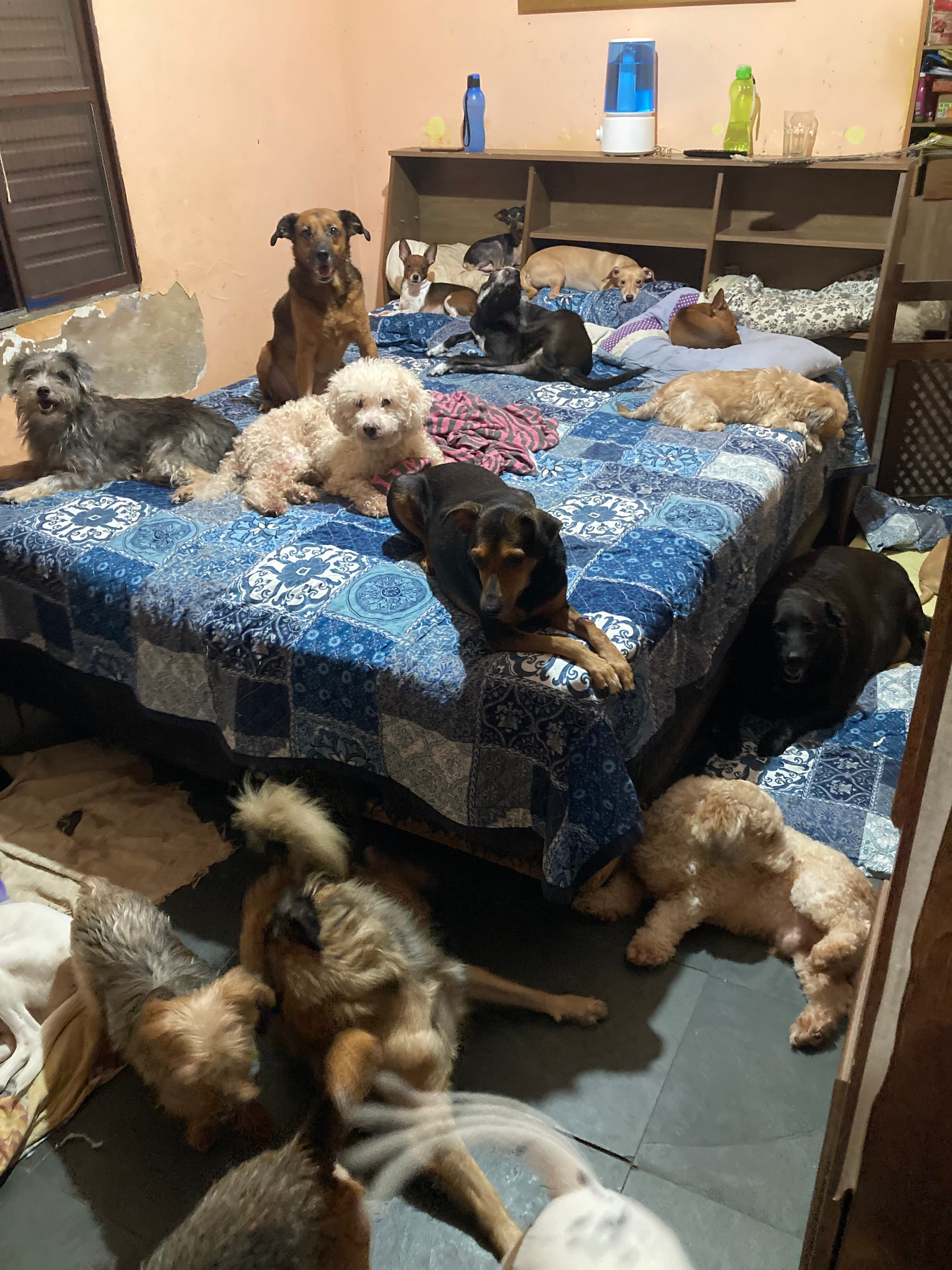 Refúgio Benjamin Amor de Quatro Patas 11