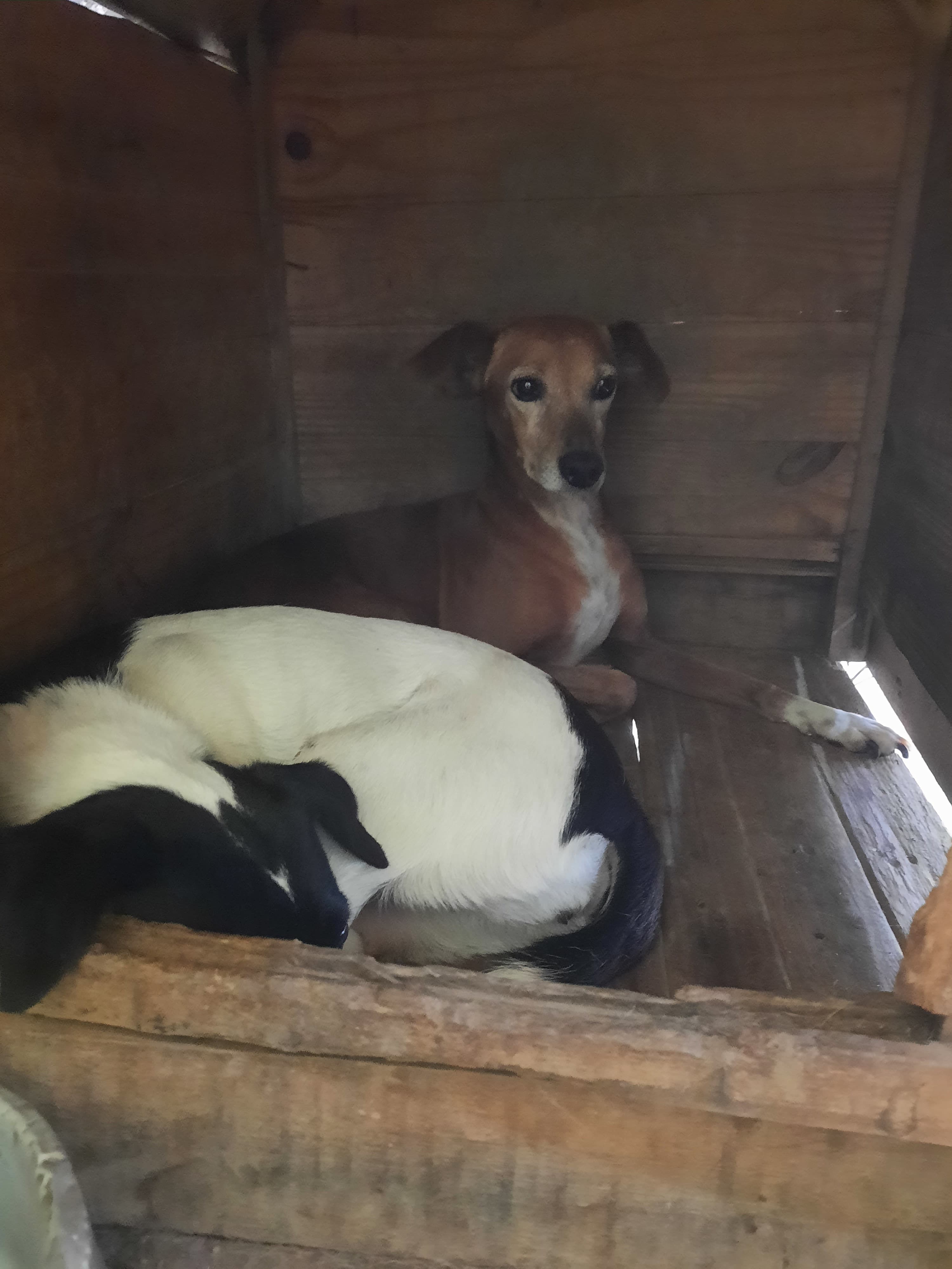 Patinhas do Cipó  3